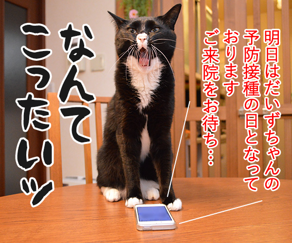 １件の新しいメッセージ　猫の写真で４コマ漫画　３コマ目ッ