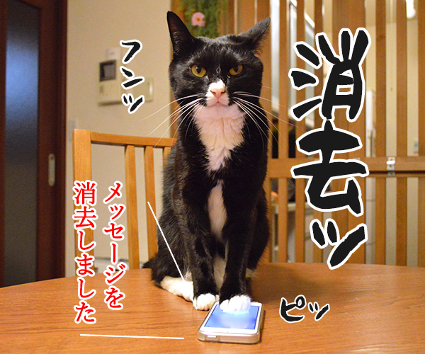 １件の新しいメッセージ　猫の写真で４コマ漫画　４コマ目ッ