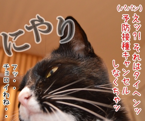 予防接種の日　猫の写真で４コマ漫画　３コマ目ッ