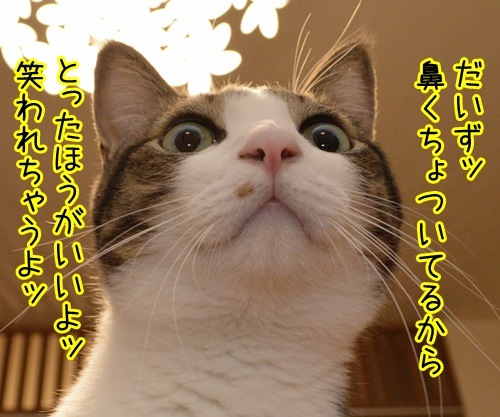 鼻くちょついてるッ　猫の写真で４コマ漫画　１コマ目ッ