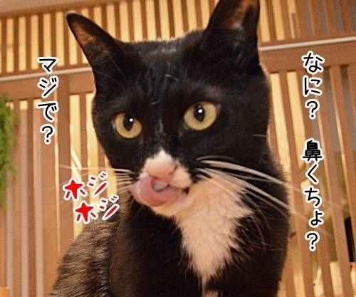 鼻くちょついてるッ　猫の写真で４コマ漫画　２コマ目ッ