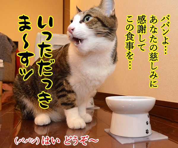 今日はバレンタインデーだから…　猫の写真で４コマ漫画　１コマ目ッ