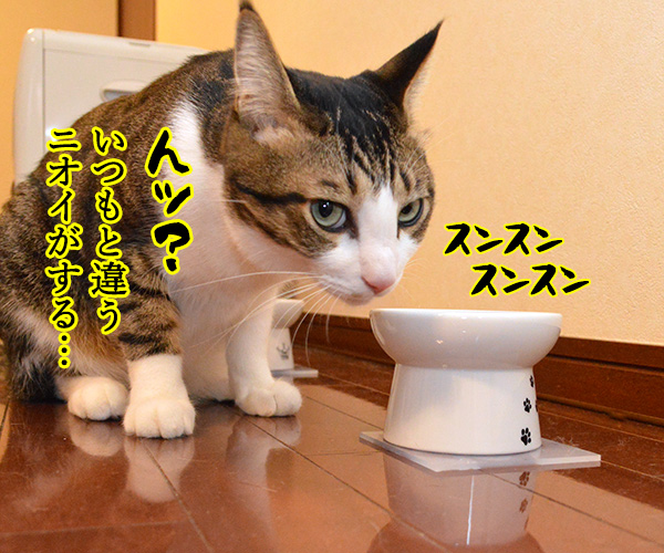 今日はバレンタインデーだから…　猫の写真で４コマ漫画　２コマ目ッ