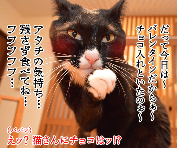 今日はバレンタインデーだから…　猫の写真で４コマ漫画　３コマ目ッ