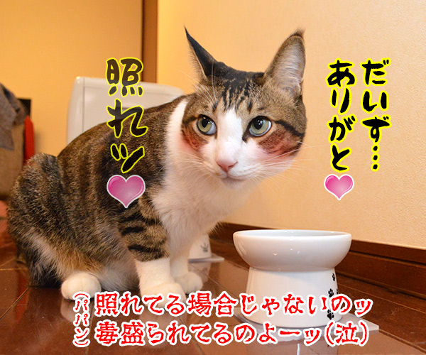 今日はバレンタインデーだから…　猫の写真で４コマ漫画　４コマ目ッ