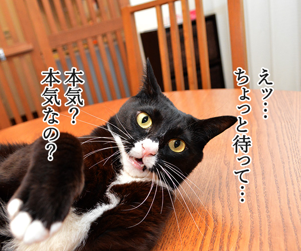 ちょっと待ってッ！！　猫の写真で４コマ漫画　１コマ目ッ