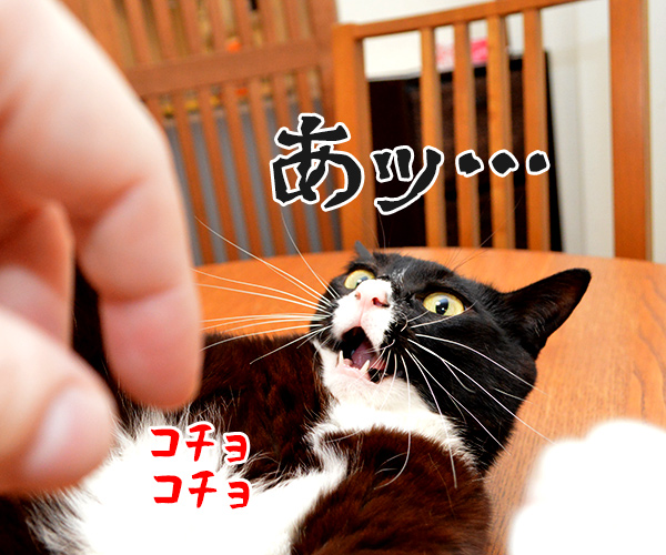 ちょっと待ってッ！！　猫の写真で４コマ漫画　３コマ目ッ