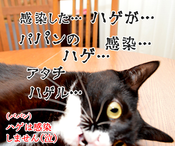 ちょっと待ってッ！！　猫の写真で４コマ漫画　４コマ目ッ