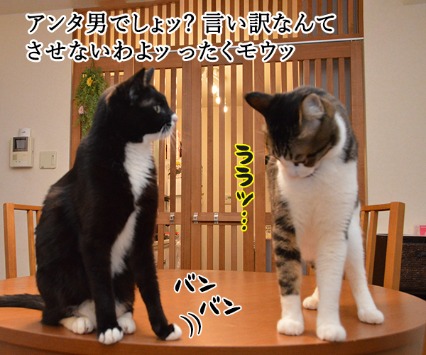 ポイズン　猫の写真で４コマ漫画　１コマ目ッ