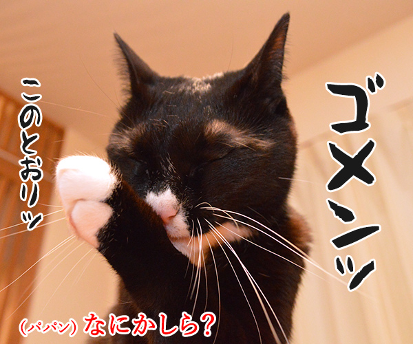 ずっと言えなくて　でも言いたくて　猫の写真で４コマ漫画　２コマ目ッ