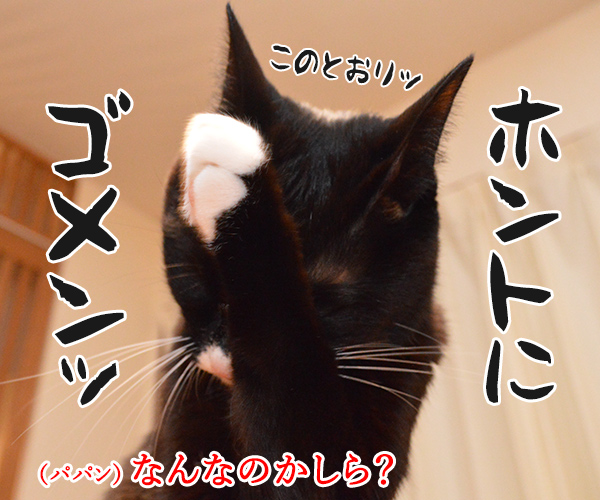 ずっと言えなくて　でも言いたくて　猫の写真で４コマ漫画　３コマ目ッ