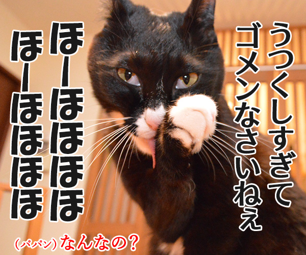 ずっと言えなくて　でも言いたくて　猫の写真で４コマ漫画　４コマ目ッ