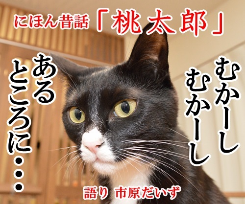 にほん昔話　「桃太郎」　猫の写真で４コマ漫画　１コマ目ッ