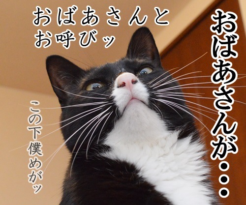 にほん昔話　「桃太郎」　猫の写真で４コマ漫画　３コマ目ッ