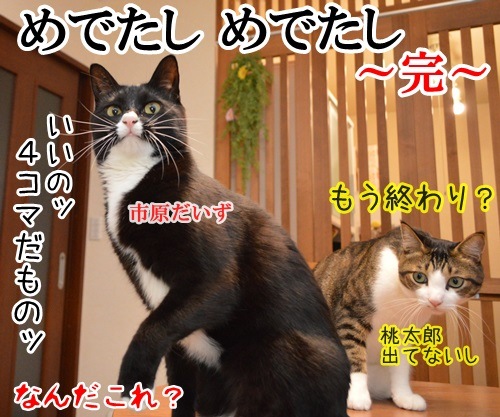 にほん昔話　「桃太郎」　猫の写真で４コマ漫画　４コマ目ッ