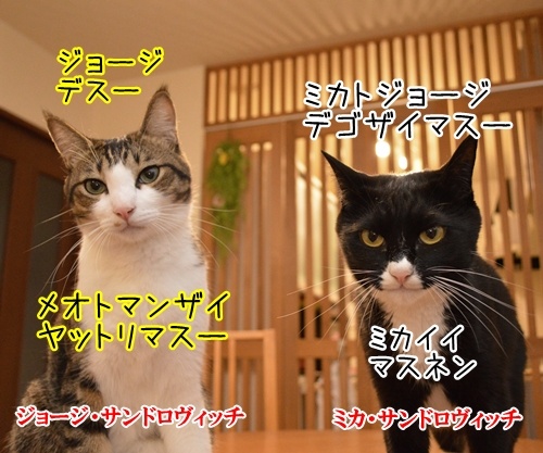 夫婦漫才　ミカとジョージ　其の二　猫の写真で４コマ漫画　１コマ目ッ