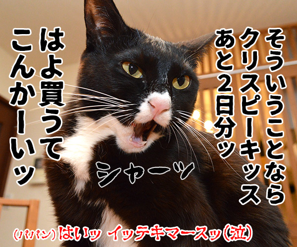 ねこの日は過ぎて…　猫の写真で４コマ漫画　４コマ目ッ