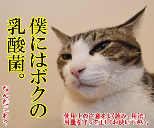 僕はあずき（医薬部外品）　猫の写真で４コマ漫画　４コマ目ッ