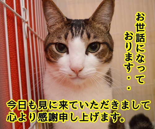 お世話になっております。　猫の写真で４コマ漫画　１コマ目ッ