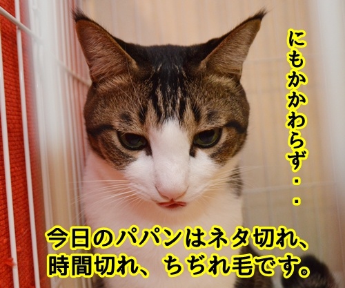 お世話になっております。　猫の写真で４コマ漫画　２コマ目ッ