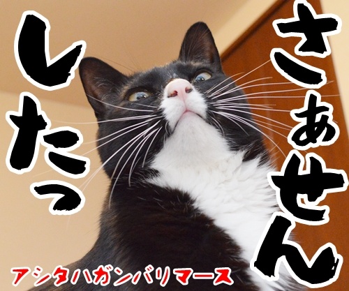 お世話になっております。　猫の写真で４コマ漫画　４コマ目ッ