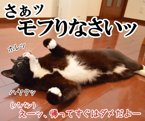 遅いじゃないのッ　猫の写真で４コマ漫画　２コマ目ッ