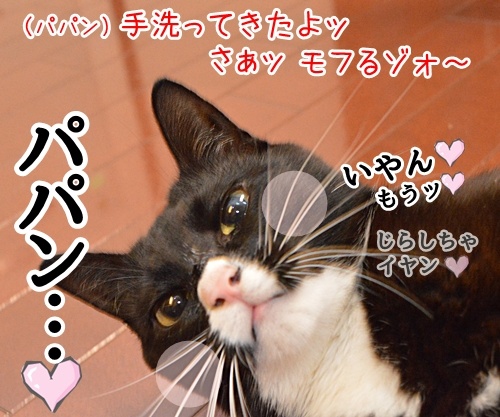 遅いじゃないのッ　猫の写真で４コマ漫画　４コマ目ッ