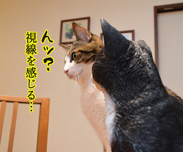 ガン見されてるッ！！　猫の写真で４コマ漫画　１コマ目ッ