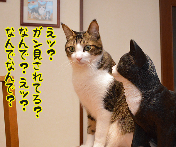 ガン見されてるッ！！　猫の写真で４コマ漫画　２コマ目ッ