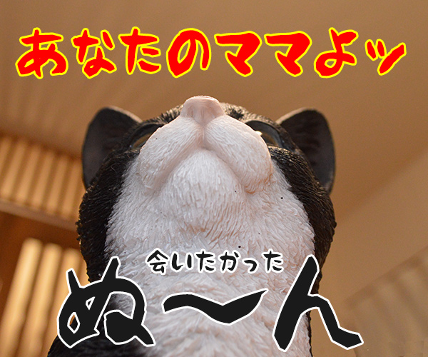 似てるけども　猫の写真で４コマ漫画　４コマ目ッ