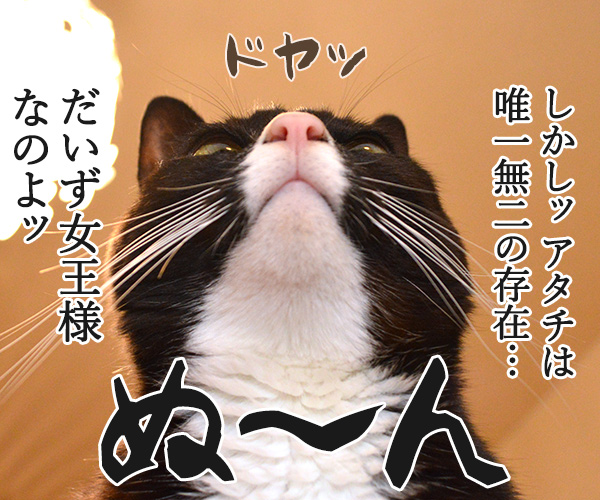 似てるけども　猫の写真で４コマ漫画　２コマ目ッ