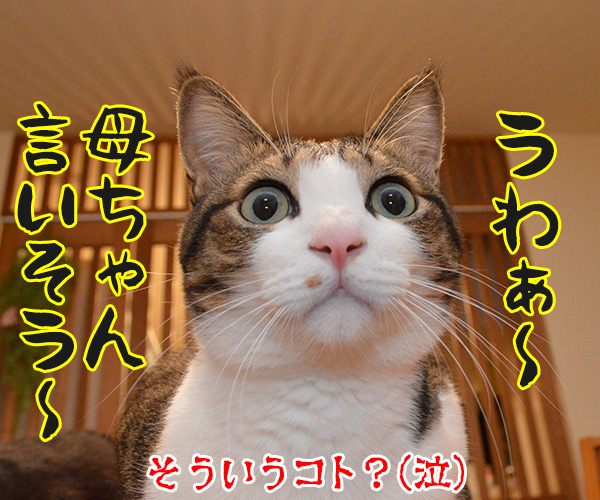 ホントにママなの？　猫の写真で４コマ漫画　４コマ目ッ