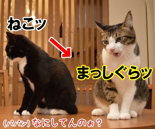 合言葉は？　猫の写真で４コマ漫画　１コマ目ッ