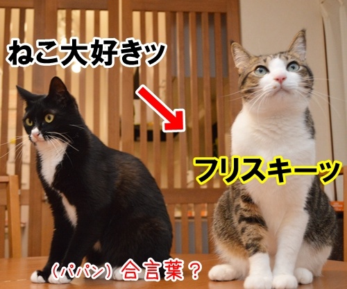 合言葉は？　猫の写真で４コマ漫画　２コマ目ッ