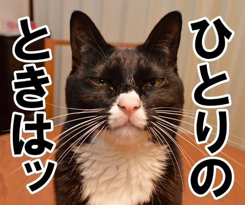 合言葉は？　猫の写真で４コマ漫画　３コマ目ッ