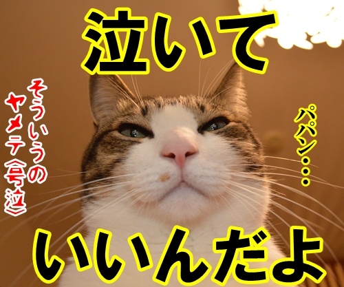 合言葉は？　猫の写真で４コマ漫画　４コマ目ッ