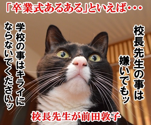 卒業式あるある　猫の写真で４コマ漫画　１コマ目ッ