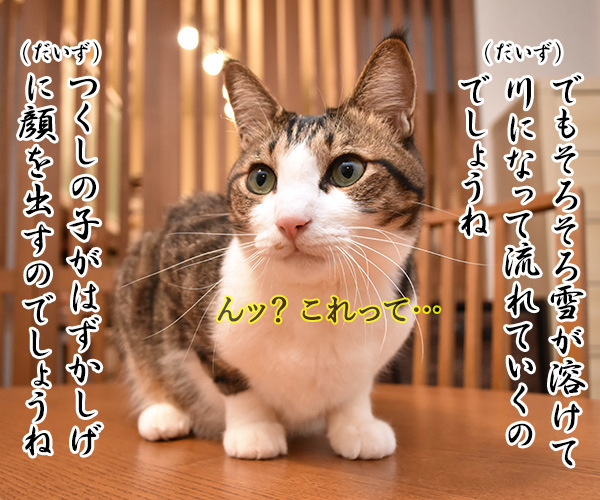 手紙をかくよ 猫の写真で４コマ漫画　３コマ目ッ