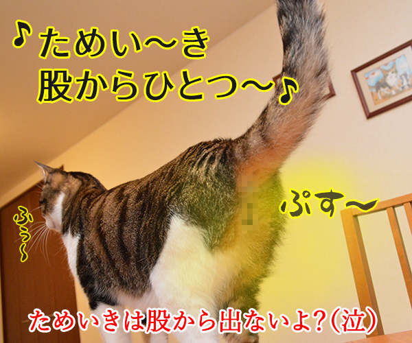 春なのに　猫の写真で４コマ漫画　４コマ目ッ