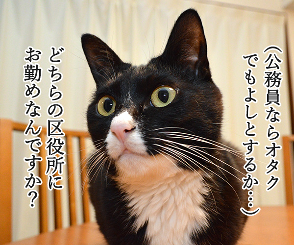 お仕事は？～お見合いパーティにて～　猫の写真で４コマ漫画　３コマ目ッ