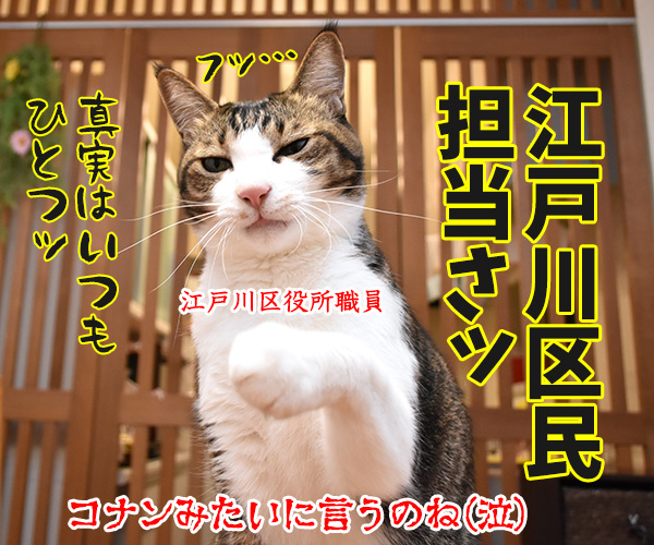 お仕事は？～お見合いパーティにて～　猫の写真で４コマ漫画　４コマ目ッ