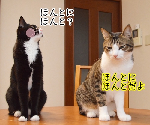 ほんとに好き？　猫の写真で４コマ漫画　２コマ目ッ