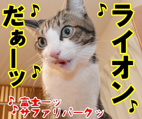 ほんとに好き？　猫の写真で４コマ漫画　４コマ目ッ