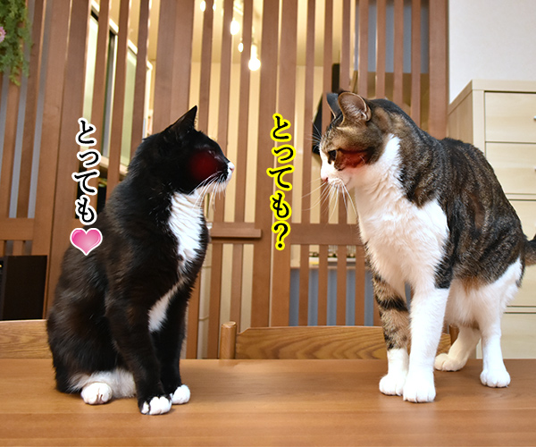 ボクのコト好き？　猫の写真で４コマ漫画　２コマ目ッ