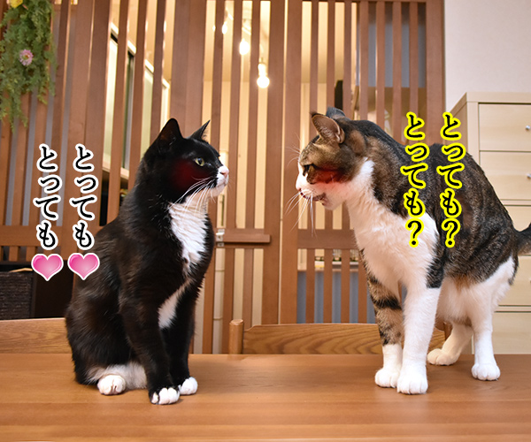 ボクのコト好き？　猫の写真で４コマ漫画　３コマ目ッ