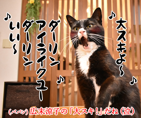 ボクのコト好き？　猫の写真で４コマ漫画　４コマ目ッ