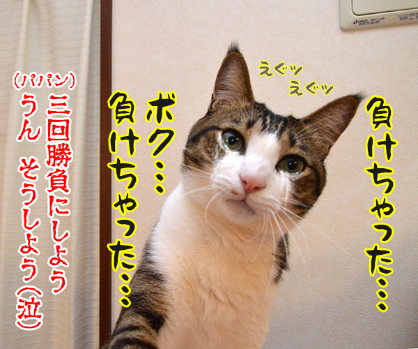 最初はグーッ、じゃんけん、ポンッ　猫の写真で４コマ漫画　４コマ目ッ