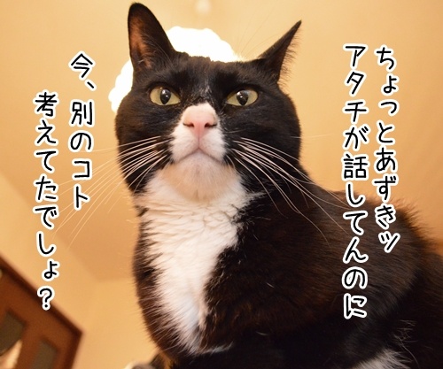 アタチが話してるのにッ　猫の写真で４コマ漫画　１コマ目ッ