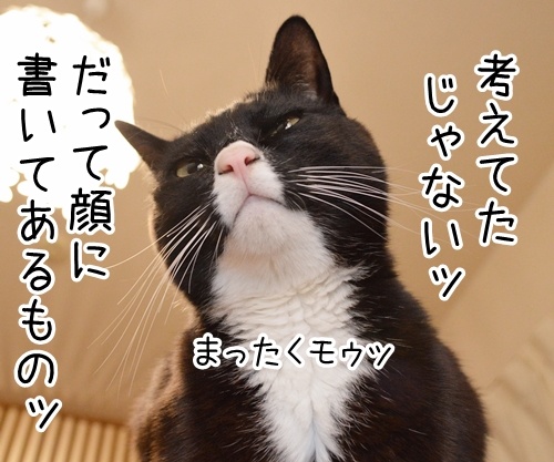 アタチが話してるのにッ　猫の写真で４コマ漫画　３コマ目ッ