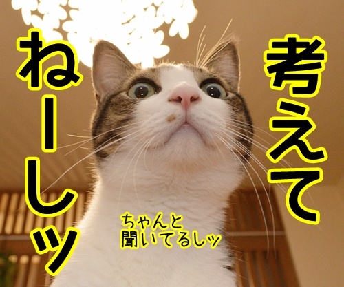 アタチが話してるのにッ　猫の写真で４コマ漫画　２コマ目ッ